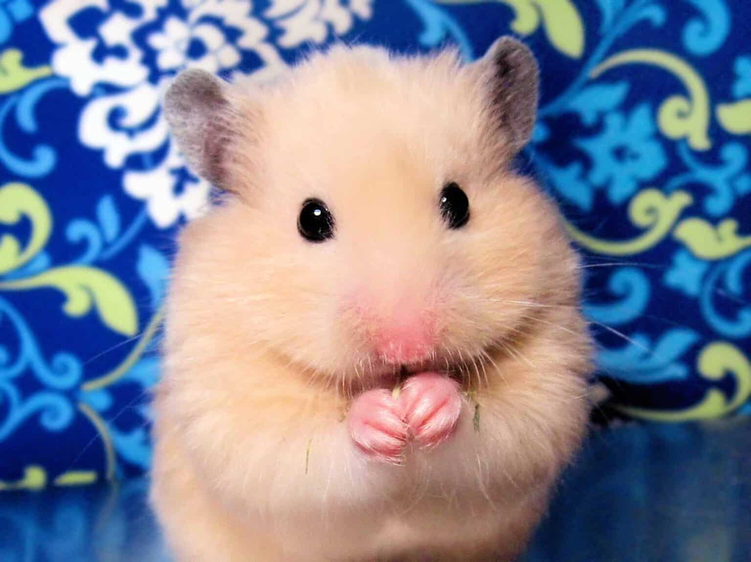 Comment convaincre ses parents d'avoir un hamster ? | Hamster et Compagnie